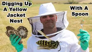 Digging Up A Yellow Jacket Nest With A Spoon - Removal of Aggressive Hornets - Mousetrap Monday