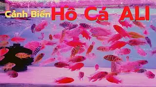 Hồ Cá Ali Trang Trí Gì Để Đẹp & Phù Hợp Nhất?