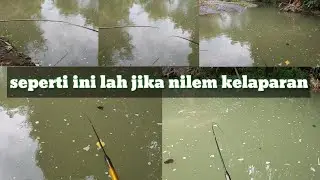 Mancing Nilem tehnik Nutul || VOCUS UJUNGNYA YA !! #NilemYangKelaparan