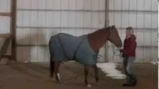Winter Activities With Your Horse - Doese Horsemanship