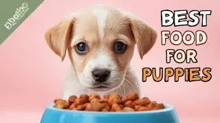 Best Food for Puppy Dogs | What Puppies Love to Eat | Puppy Diet Guide