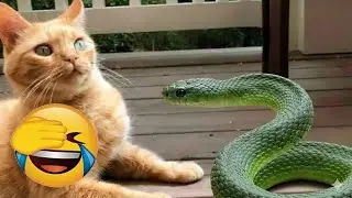 Try Not to Laugh… You’ll Fail 😹🐶 Funniest Cats & Dogs 2026 👽 #FunnyCats #FunnyDogs