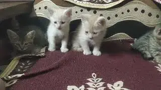 Persian cat ruba&rsquo;s 4 kittens cutie, kitty, sweety, naughty in one frame 25-1-26