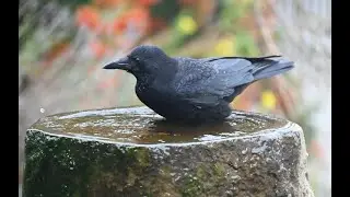 Besucher am Vogelbad