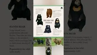 Bears of India :भारतीय भालू 🐻 #sunbear  #bear #bears #india bear #slothbear #blackbear #brownbear
