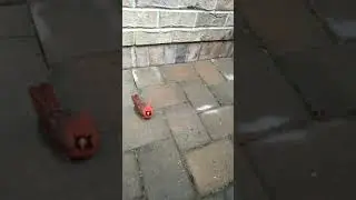 Cardinal: A message from Heaven