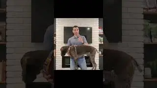Установка шлейки для собак, тянущих собаку