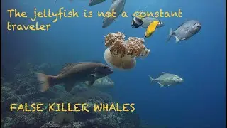 Pod of False Killer Whales at Sail Rock  Underwater video