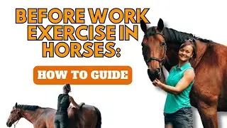 Before and After work exercises in Horse: STEP BY STEP GUIDE