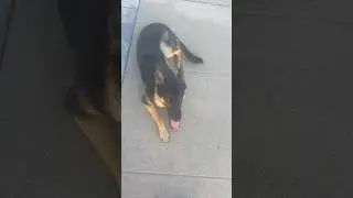 Female German shepherd rescue progresses in off leash street safety #germanshepherd #puppytraining