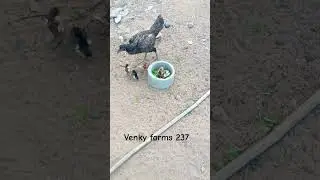 #venky farms 237 #venky