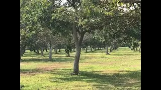 Walnut Acres, 16 ACRE ORGANIC WALNUT FARM