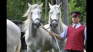 Young Lipizzan stallions of the Spanish Riding School of Vienna 2013
