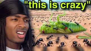 Putting 100 Jumping Ants Vs Flying Insects..