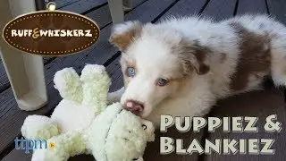 Plush Puppiez & Plush Blankiez from Ruff & Whiskers