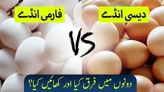 Difference Between Brown and White Eggs in Urdu | Ilmogram
