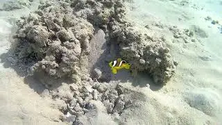 4K Underwater Footage of REAL Nemo | Stunning Clownfish Moments in the Ocean 🌊🐠