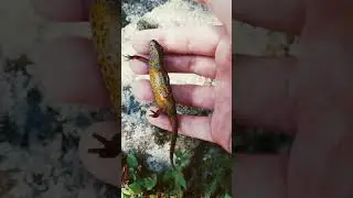 a smooth newt chilling