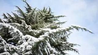 Snow covered evergreen tree