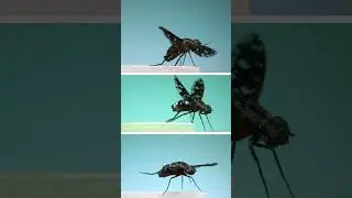 Parasitic Flies!!! #science #insects #entomology
