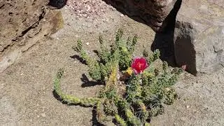 Hemmingford cactus and alpine plants garden