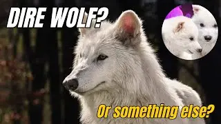 Scientists Successfully Bring Back Dire Wolf Species