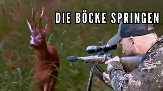 Blattjagd 2024 Teil 1 - Es geht erfolgreich los