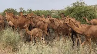 A big herd of camels is heading back to the jungle to graze after quenching their thirst.