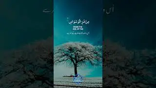 Surah An-Nas Peaceful Recitation by Tareq Mohammad #theivc #islam #quran #surahnas