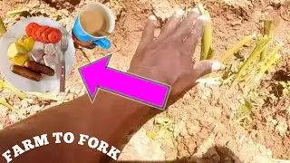 MUST WATCH 🔥SMART ARROW ROOT FARMING BUSINESS!! NO CAPITAL NEEDED!! VILLAGE FARMING CHANNEL 
