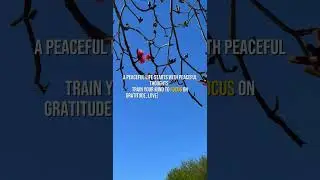 Peaceful thoughts #nature #tree #treewithflowers #bloomingtree #quotes #affirmations #motivation