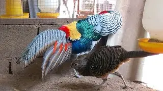 ไก่ฟ้าเลดี้ แอมเฮิสท์  Lady Amherst's pheasant