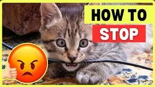 How to Stop Cats&rsquo; Unwanted Behaviours | Don't Spray Water or Yelling.. To Lose Your Cat&rsquo;s Love 💔