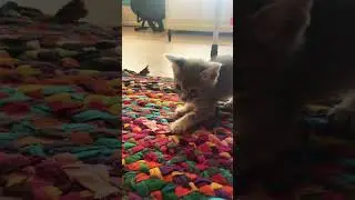 PLAY TIME! Playtime with the cute kitten Sapphire! #kitten #playtime #cute #catlover #fun