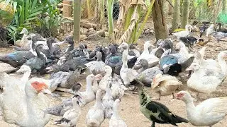 Duck raising video: Family characteristics Small rural area #duck #animals.9000 ​⁠​⁠@animal168-11