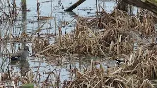 Wildfowl foraging in a winter reedbed