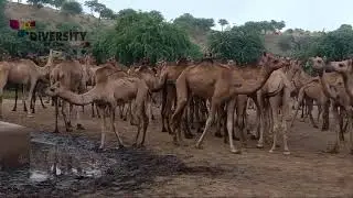 Desert camel group || Camels Meeting Time || Camels beauty of desert || Camel herd