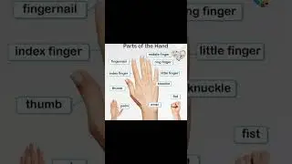 #handparts#education #healthy #foods