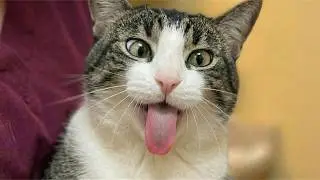 When Cats Think 😹 They&rsquo;re Smart | Funniest Cat Videos 2026