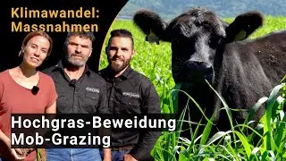 Hochgrasbeweidung oder Mob-Grazing: Weidemanagement an die Folgen des Klimawandels anpassen