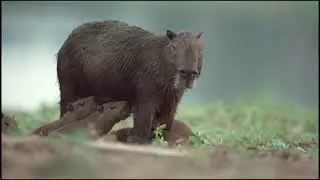 Brazil Untamed Capybaras Pond