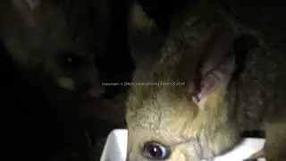 Blair Witch Possum - B&eacute;b&eacute; & Wonderful 008 - Australian Brushtail Possum - Brushtail Baby Possum