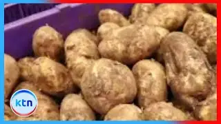 Potato late blight threatens harvests and livelihoods, posing major food security risk
