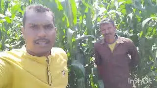 Aazad maize | Egle Wheat Variety | #farming #shetakari #agriculture #cornproduction