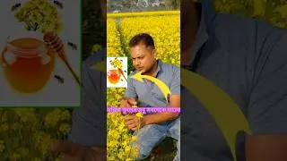 সরিষা ফুলের মধু। #mustardflower #agriculture #honey #farmlife #farming #flower #nature #natural