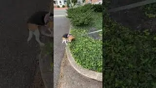 When your BEAGLE picks you up from work #shorts #beagle #beaglevideo