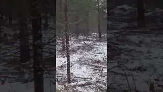 Lumikki hirvill&auml;