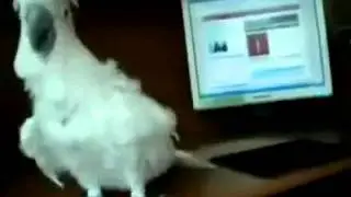 Techno vogel