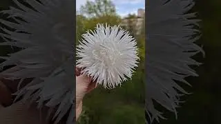 Брошь из ткани на магните #flowers #аксессуары #цветы #beauty #украшение#брошьручнаяработа#brooch