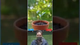 দেখেন লবঙ্গ গাছ কিভাবে তৈরি হয়#india#cricket#competition#song#foodevent#localfood